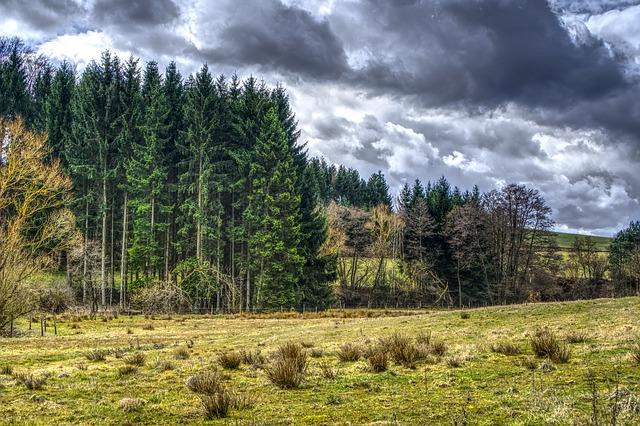 forest-3308550_640 (72)